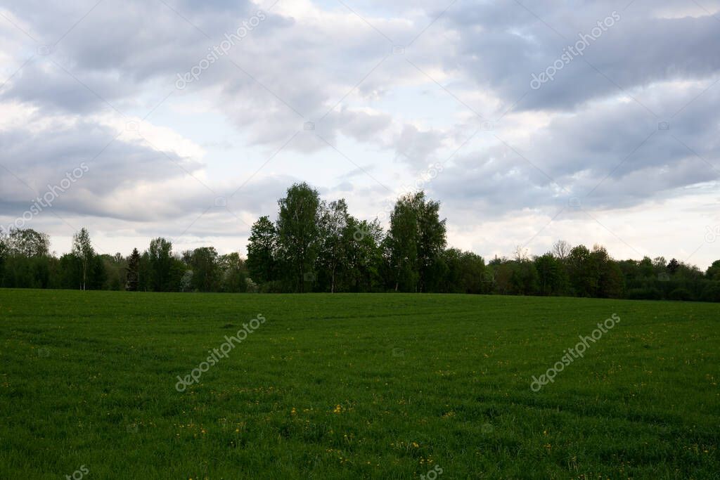 large field of crops