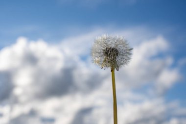 Çiçek açmış karahindiba beyazı bir çiçek güzel mavi gökyüzü arka planında bir sürü kabarık bulutlu