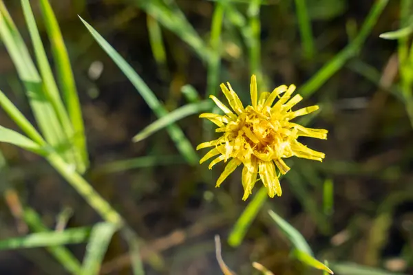Prado Inundado Una Hierba Verde Donde Florecen Flores Amarillas — Foto de Stock
