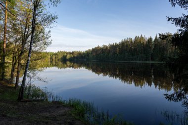 Ormanın ortasında, çok karanlık sularla birlikte göl kenarlarında küçük huş ağaçları olan yeşil çimenler yetişir.