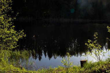 Ormanın ortasında, çok karanlık sularla birlikte göl kenarlarında küçük huş ağaçları olan yeşil çimenler yetişir.