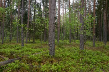 Yağmurdan hemen sonra yeşil köpekli Letonya çam ormanı
