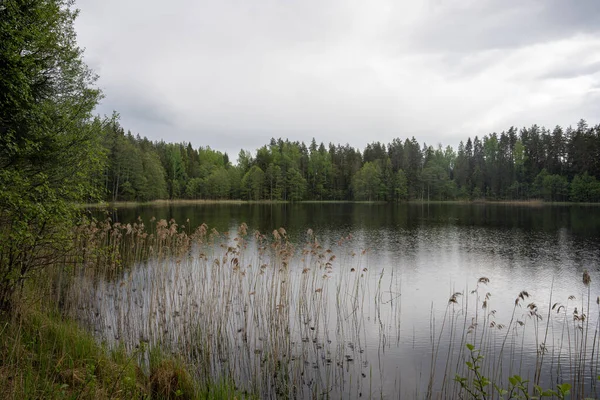 lake in the middle of the forest with very dark water and along the edges grows green grass with small birches