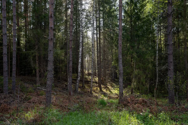 Latvian Hutan Pinus Dengan Anjing Hijau Hanya Setelah Hujan — Stok Foto
