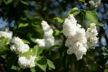 Mavi gökyüzü arka planında beyaz leylaklar açıyor