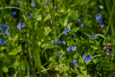 Küçük mavi çiçekler yeşil çimlerde açar.