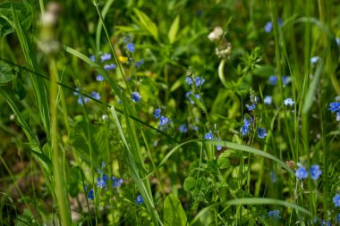 Küçük mavi çiçekler yeşil çimlerde açar.