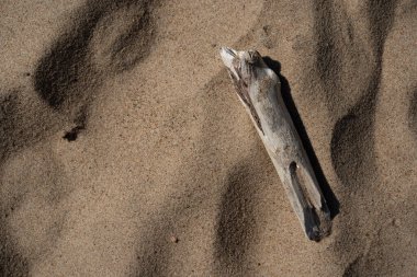 Baltık Denizi 'nin kumlarında küçük bir odun parçası.
