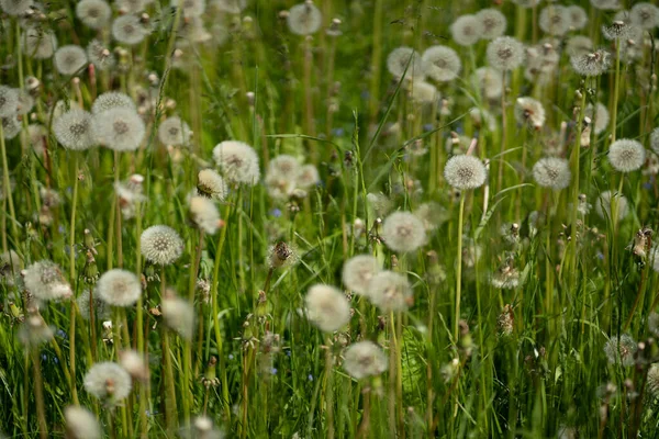 Zelené Louce Mnoho Kvetoucích Pampelišek Nichž Některé Mají Mnoho Bílých — Stock fotografie
