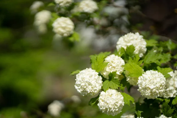 一种绿色的花 开着白色的大花 形似雪球 — 图库照片