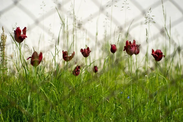Ciemnoczerwone Tulipany Kwitną Zielonej Trawie Płotem — Zdjęcie stockowe