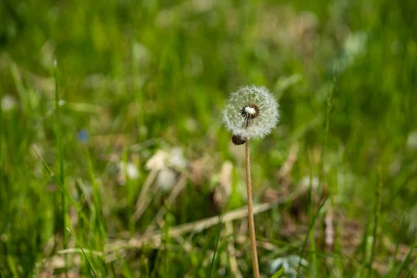 Det Finns Nga Blommande Maskrosor Den Grã Ängen Varav Vissa — Stockfoto