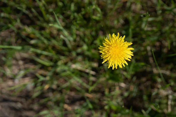 Dente Leão Amarelo Brilhante Solitário Floresce Grama Verde — Fotografia de Stock