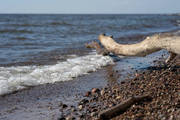 たくさんの小さな石と青い空で海に流された木が — ストック写真