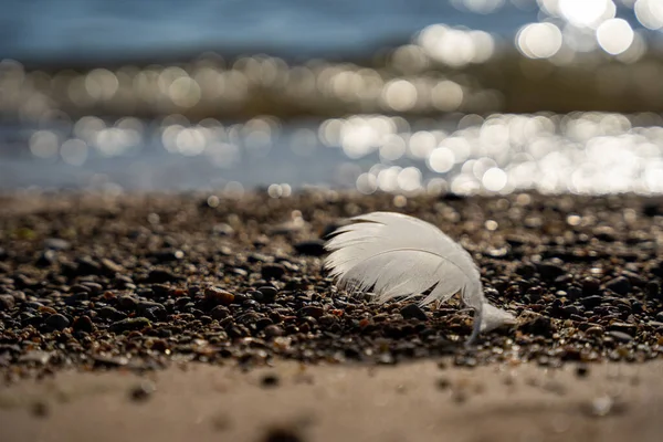 Small White Fluffy Bird Hair Has Fallen Colorful Beach Background — Stock Photo, Image