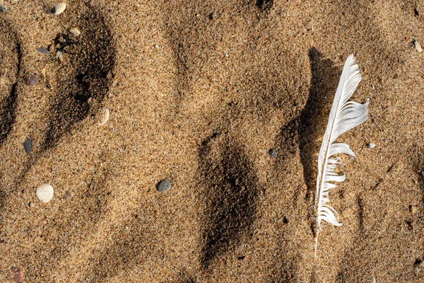 Primo Piano Della Costa Sabbiosa Del Mar Baltico Con Vari — Foto Stock