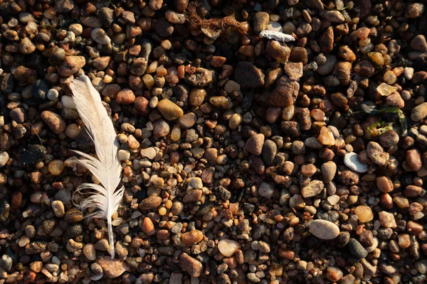 Nahaufnahme Vom Sandstrand Der Ostseeküste Mit Verschiedenen Kieselsteinen Und Vogelfedern — Stockfoto