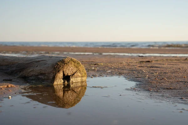 閉じる バルト海沿岸の砂浜の上に木の幹の大きな端を示す — ストック写真