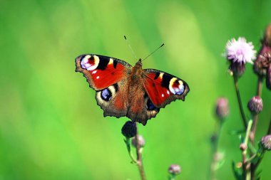 Bitkinin üzerinde yaz kelebeği