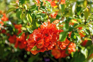 Parkta çiçekler var.