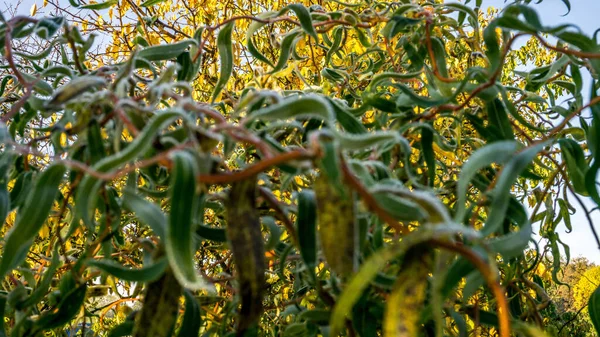 Foto Imagen Del Sauce Retorcido Salix Erythroflexuosa Las Heladas Mañana — Foto de Stock