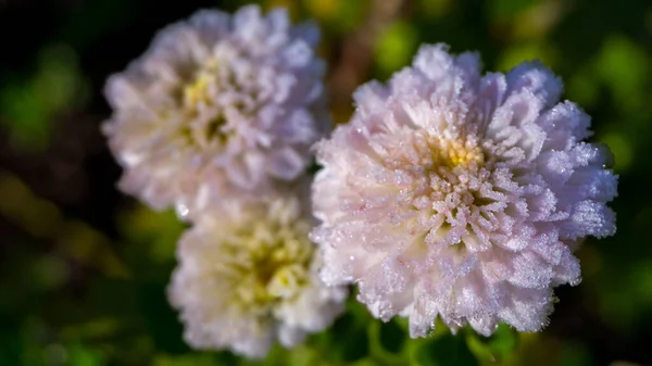 Fénykép Kép Krizantém Virágok Után Első Fagy Finom Rózsaszín Krizantém — Stock Fotó