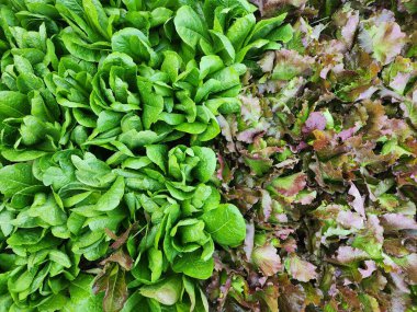 Yeşillik çünkü marul ekme sahasında..