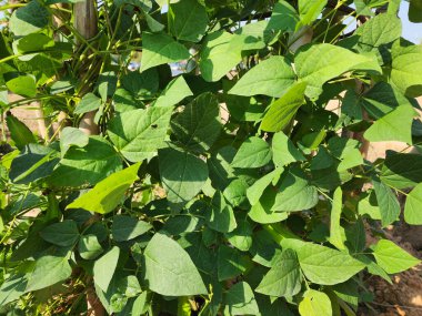 Uzun fasulyeler arsaya ekildi..