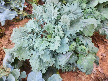 Kale toprağa ekildi..