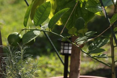 Bahçede çiçekler. Bitkiler ve ağaçlar