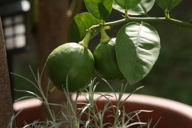 Bahçede çiçekler. Bitkiler ve ağaçlar