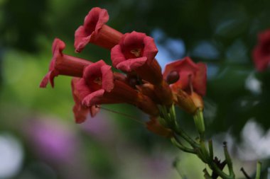 Bahçede çiçekler. Bitkiler ve ağaçlar