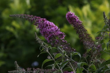 Bahçede çiçekler. Bitkiler ve ağaçlar
