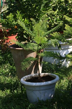 Bahçede çiçekler. Bitkiler ve ağaçlar