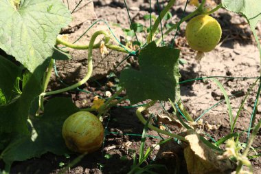 Bahçede çiçekler. Bitkiler ve ağaçlar