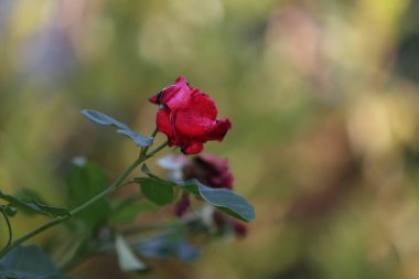 Bahçede çiçekler. Bitkiler ve ağaçlar