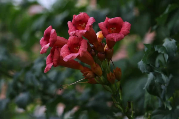 庭の花 — ストック写真