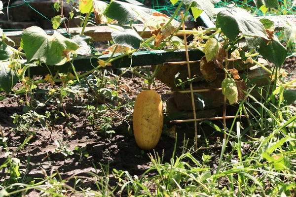 Flores Jardín Plantas Árboles — Foto de Stock