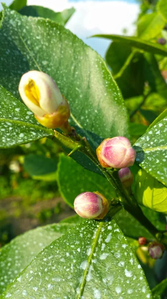 Fleurs Belles Colorées — Photo