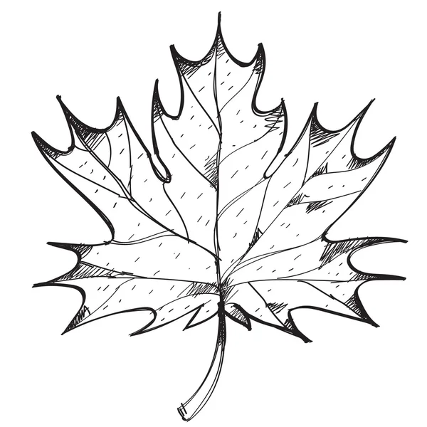 Maple leaf omtrek tekenen. — Stockvector