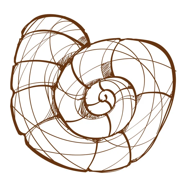 Esquisse de contour de coquille dans le style de dessin à la main . — Image vectorielle