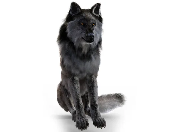 Grey Wolf Render White Background — Stock Photo, Image