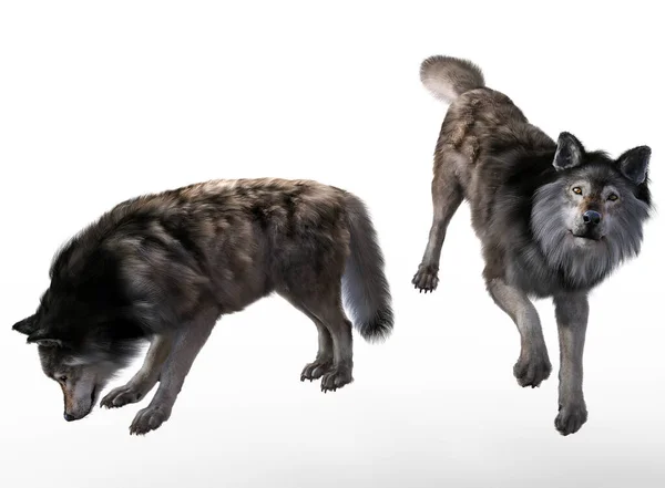 Grey Wolves Pose Render Grey Background — Stock Photo, Image