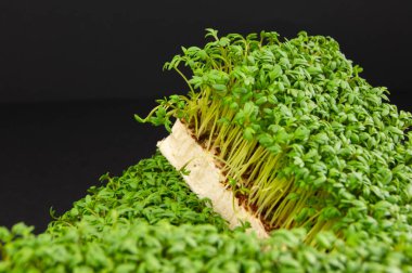 Siyah arka planda mikroyeşil lahanalar, Makro, sağlıklı beslenme konsepti