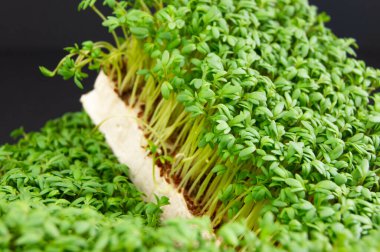 Siyah arka planda mikroyeşil lahanalar, Makro, sağlıklı beslenme konsepti