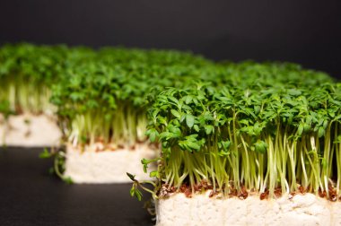 Siyah arka planda mikroyeşil lahanalar, Makro, sağlıklı beslenme konsepti