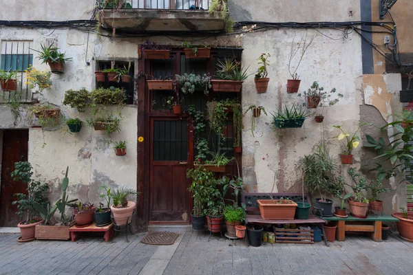 Potted plants on the wall of an old elder house — Stock Photo, Image