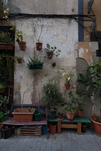 Plantas em vaso na parede de uma antiga casa mais velha — Fotografia de Stock