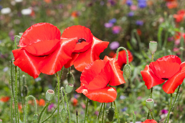 fresh red poppy flowers