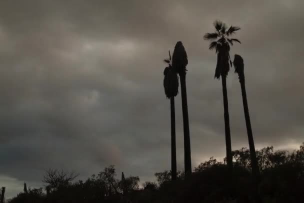 Nuvens flutuando sobre palmeiras — Vídeo de Stock